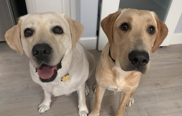 /Images/uploads/International Guiding Eyes Inc/gdapawsitivitycalendar/entries/20807thumb.jpg